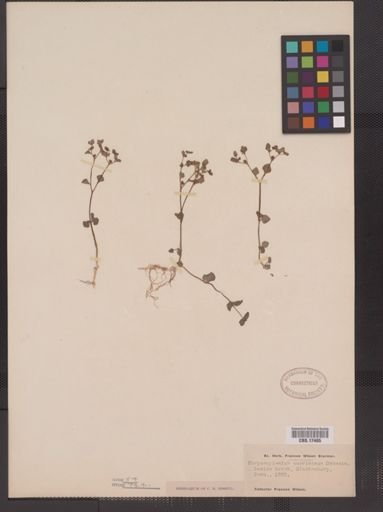 Chrysosplenium americanum