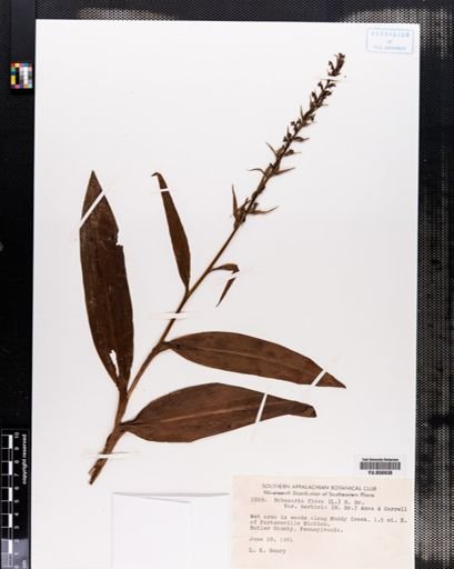 Habenaria flava