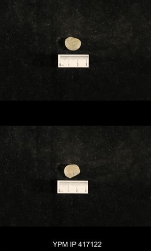 Trepospira sphaerulata