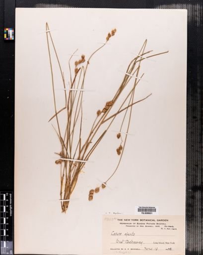 Carex haydenii