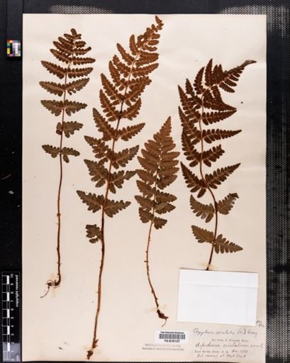 Dryopteris cristata