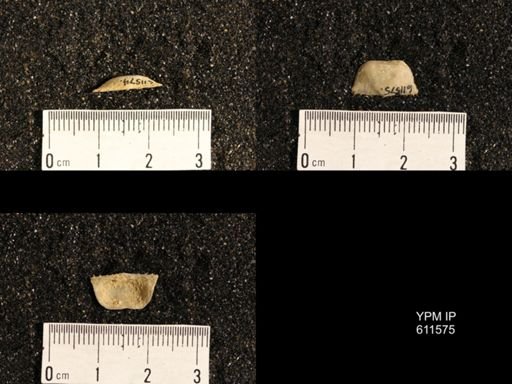 Lissochonetes geinitzianus