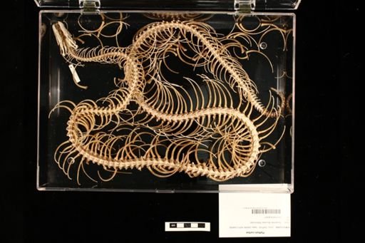 Python curtus