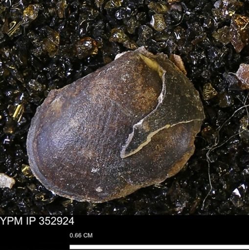 Limopsis striatopunctatus