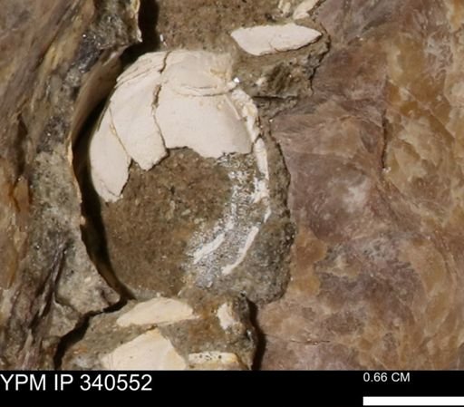 Ostrea glabra