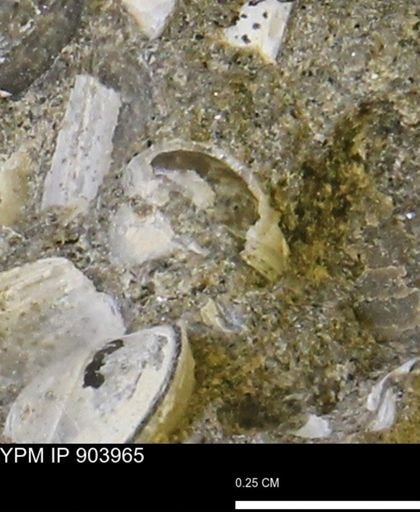 Corbulamella?