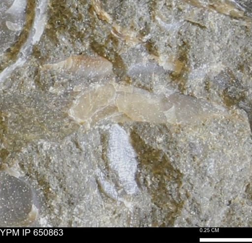 undet. Bivalvia