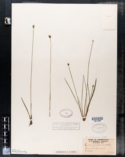 Xyris caroliniana