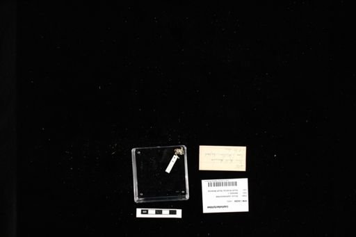 Leptodactylidae
