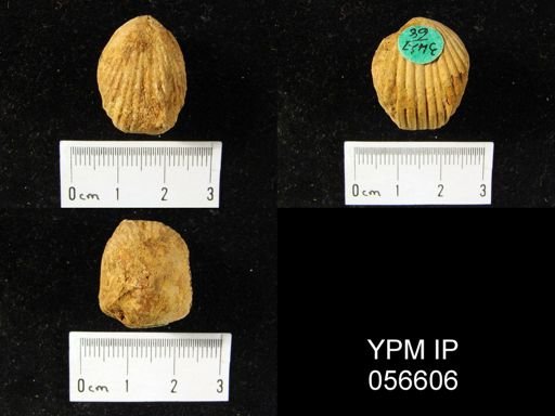 Uncinulus sp.