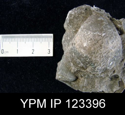 Meristella champlaini