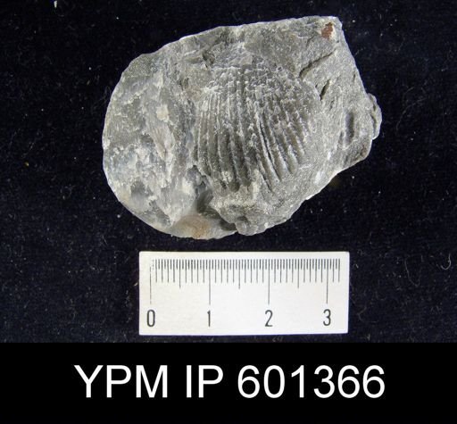 Wilsonia wilsoni