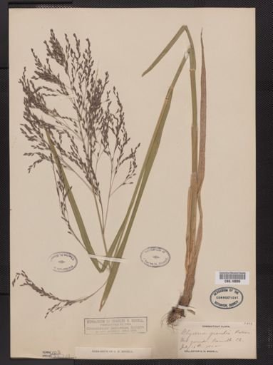 Glyceria grandis