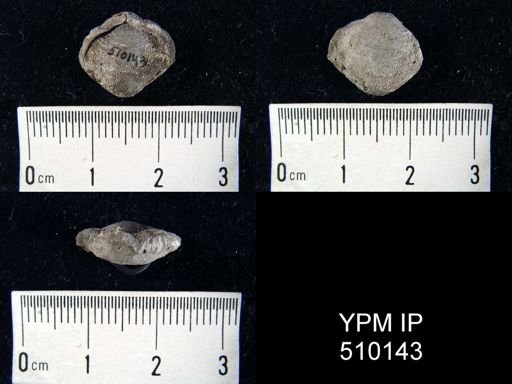 Athyris sp.