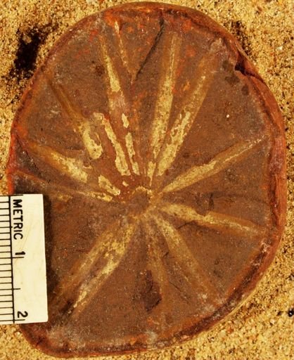 Annularia stellata