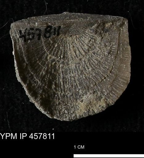 Strophodonta sp.