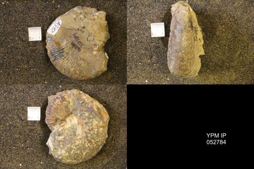 Jeletzkytes nebrascensis