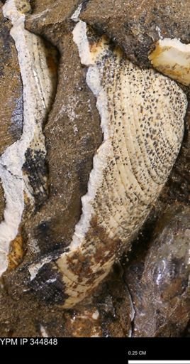 Limopsis striatopunctatus