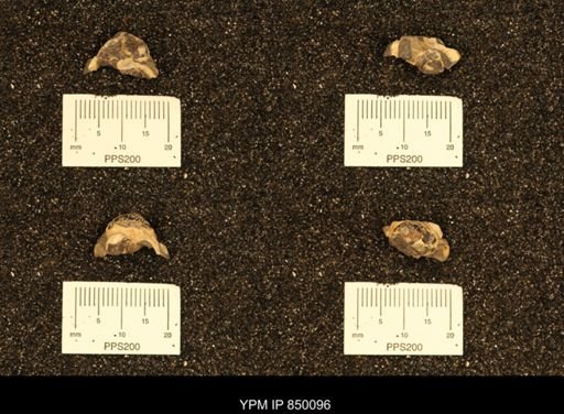 undet. Gastropoda