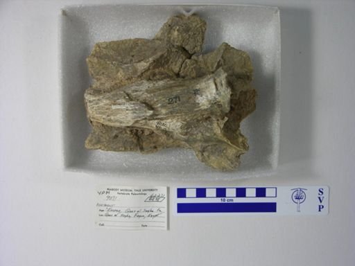 undet. Gnathostomata