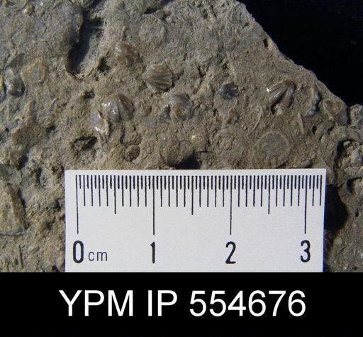 Hyattidina congesta junea