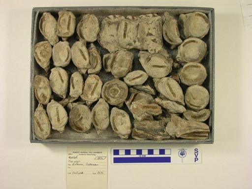 undet. Ichthyodectidae