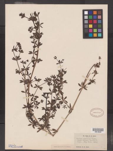 Galium asprellum