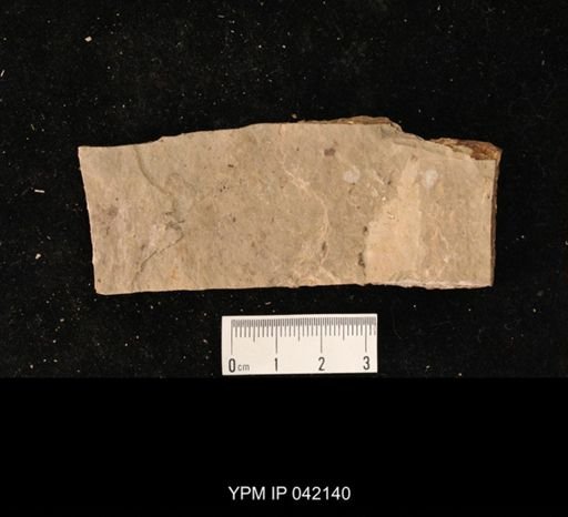 undet. Hymenoptera