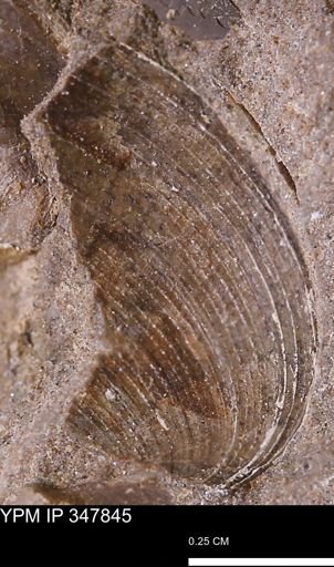 Limopsis striatopunctatus