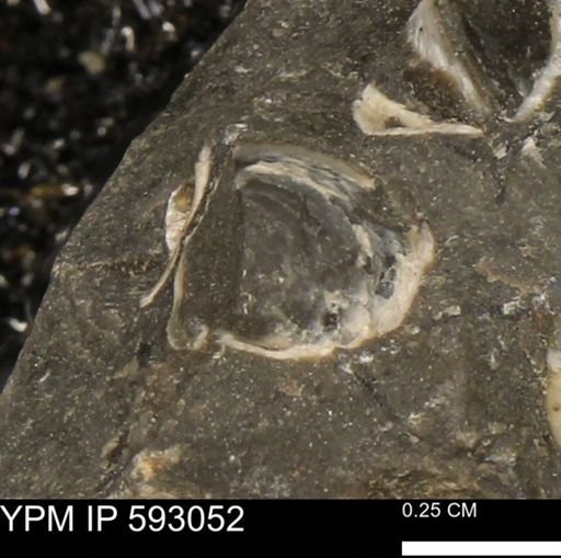 undet. Bivalvia