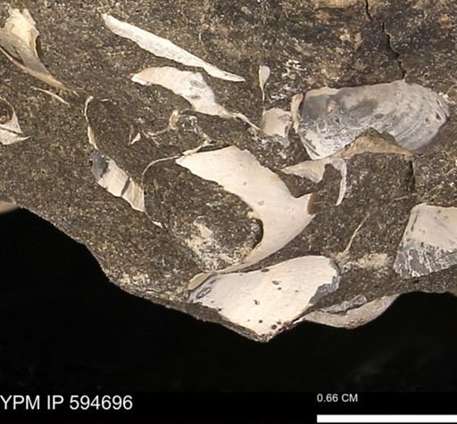 Protocardia sp.
