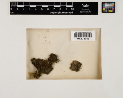 Plantae