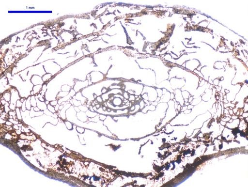 Pseudoschwagerina parabeedei