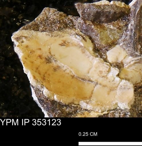 Limopsis striatopunctatus