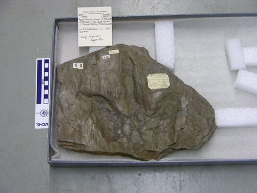Apatichnus minor