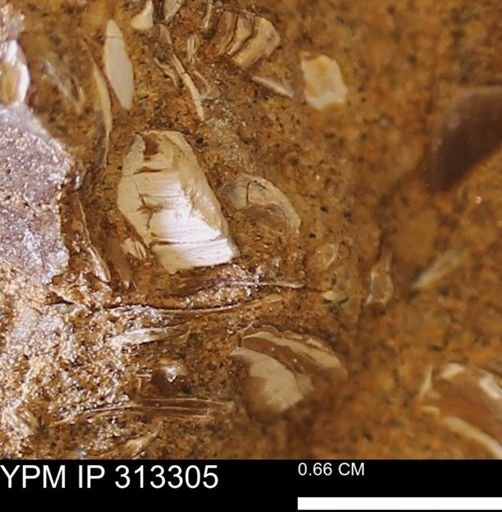Corbicula sp.