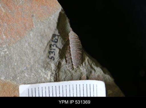 undet. Trilobita