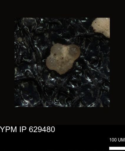 undet. Foraminiferida