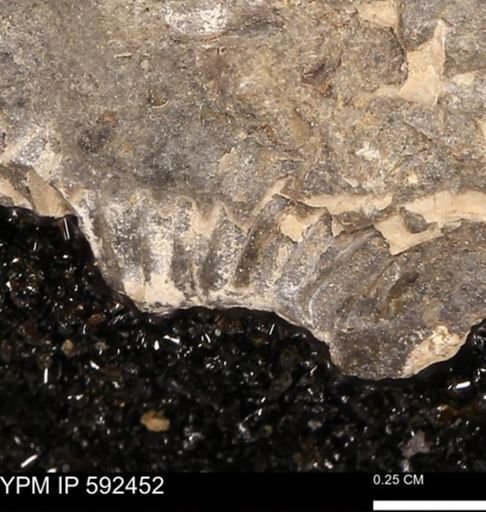 undet. Ammonoidea