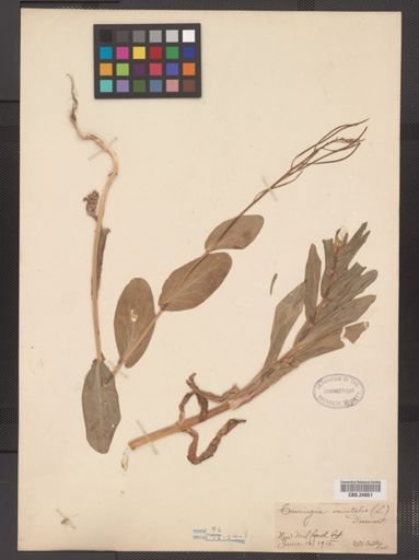Conringia orientalis