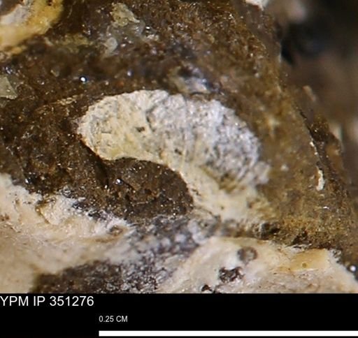 undet. Bivalvia