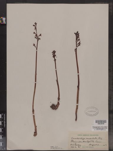 Corallorhiza maculata