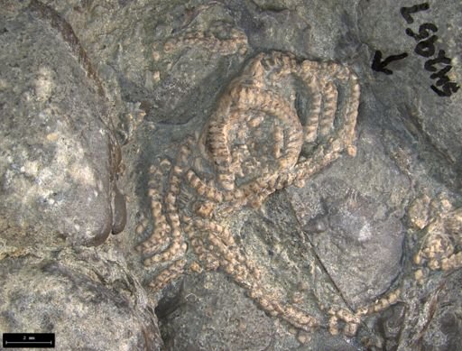 Aplocoma damesii