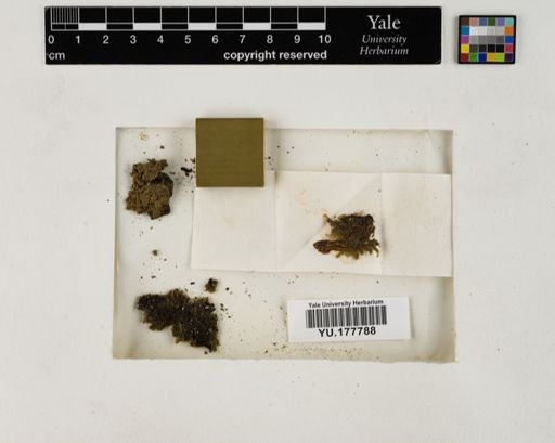 Plantae