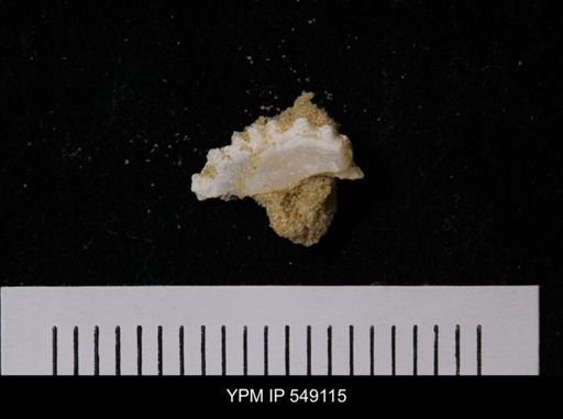 undet. Anomiidae