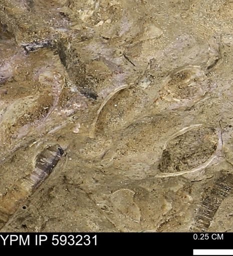 undet. Bivalvia