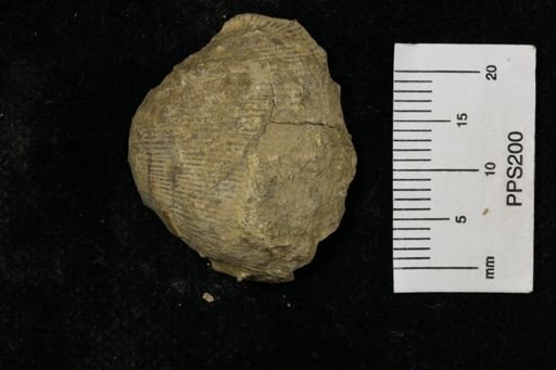 Linoproductus prattenianus