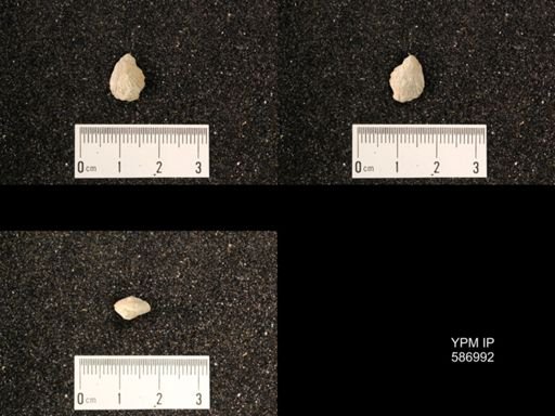 Rhynchotrema anticostiensis