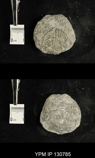 Spinatrypa spinosa