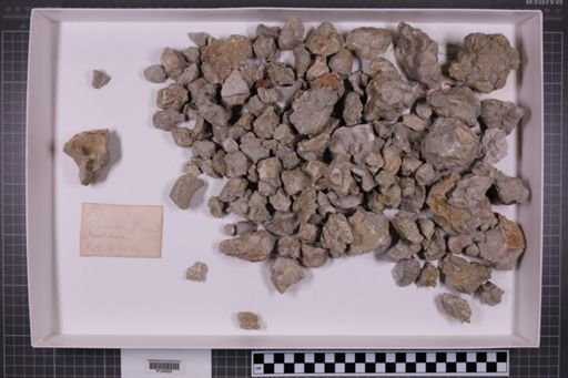 mixed taxa, stratigraphic collection